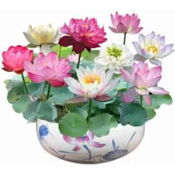 7a-lotus plant-7835064-52889.webp